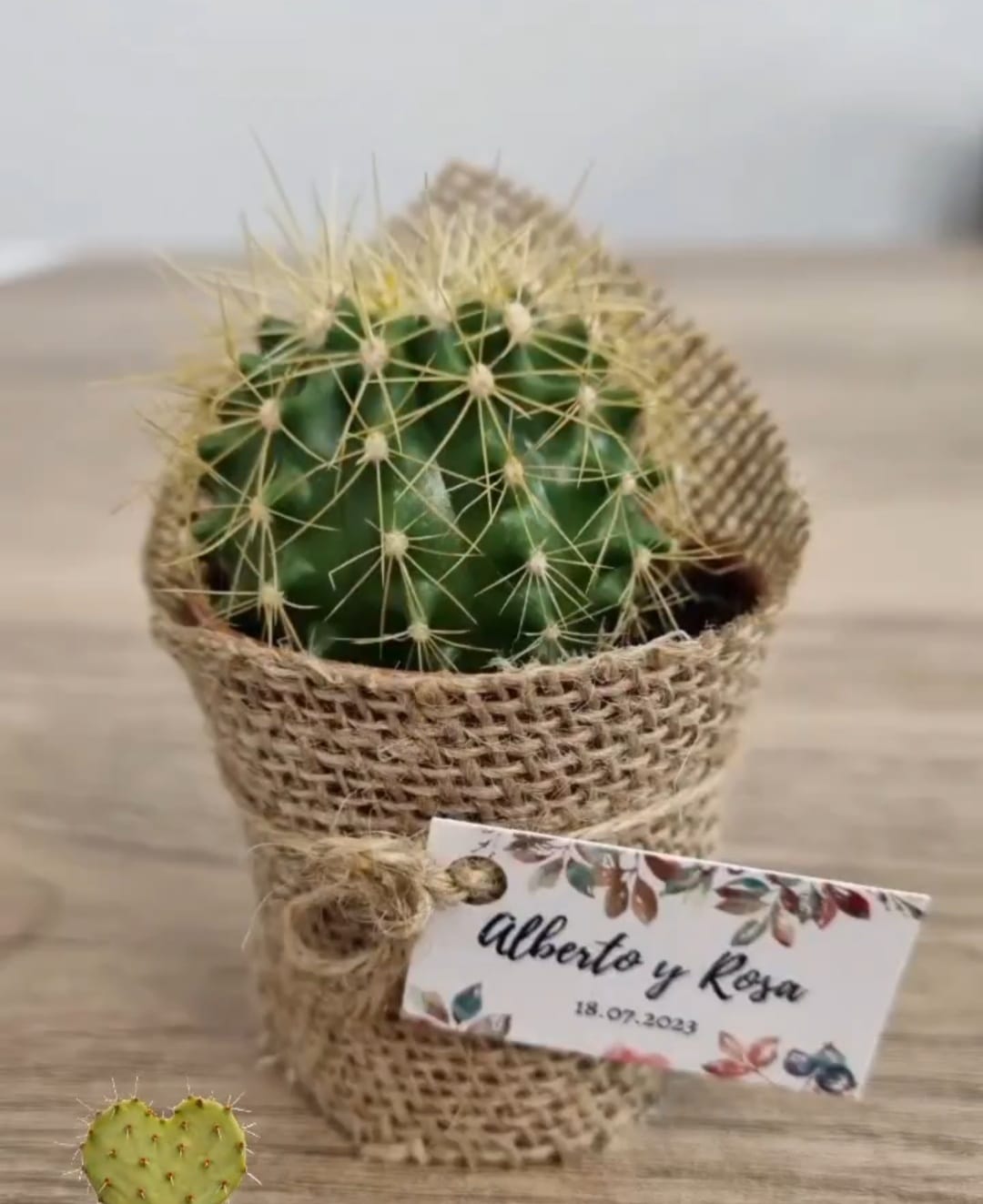 Cactus Variados